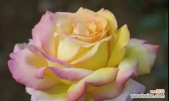 用康乃馨传递和平的力量 和平之花