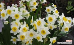 传递真爱与美丽的水仙花 水仙花花语的含义与象征