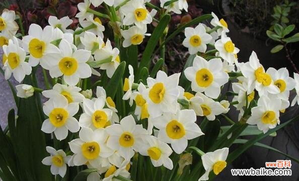 传递真爱与美丽的水仙花 水仙花花语的含义与象征