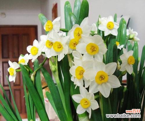 传递真爱与美丽的水仙花 水仙花花语的含义与象征