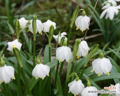 揭秘雪滴花的意义与故事 雪滴花传说与花语