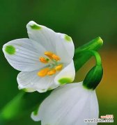 揭秘雪滴花的意义与故事 雪滴花传说与花语