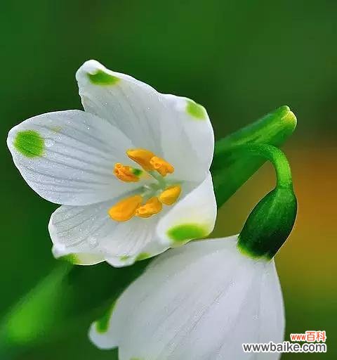 揭秘雪滴花的意义与故事 雪滴花传说与花语