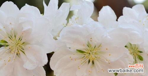 揭秘雪滴花的意义与故事 雪滴花传说与花语