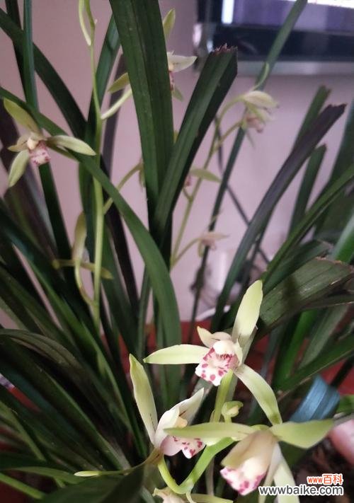 传承千年的优雅之花 兰花花语