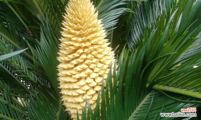 揭开铁树开花的秘密 铁树开花的奇迹