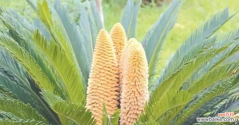揭开铁树开花的秘密 铁树开花的奇迹