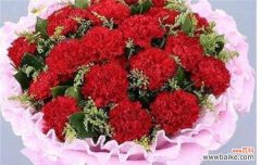 赞美 康乃馨的象征意义