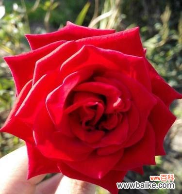 用花语传递无私奉献的美好品质 无私奉献的花——花语中的真谛