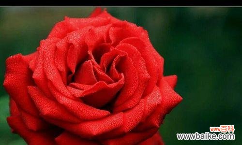 用花语传递无私奉献的美好品质 无私奉献的花——花语中的真谛