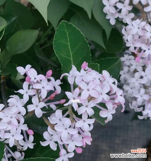 诠释传统文化中的花卉意蕴 五瓣丁香花的含义与象征