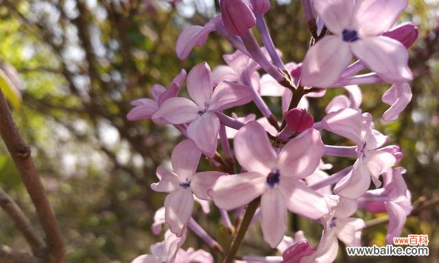 诠释传统文化中的花卉意蕴 五瓣丁香花的含义与象征