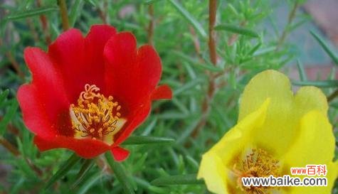 以勇气之花为座右铭 花语加油，助你前行