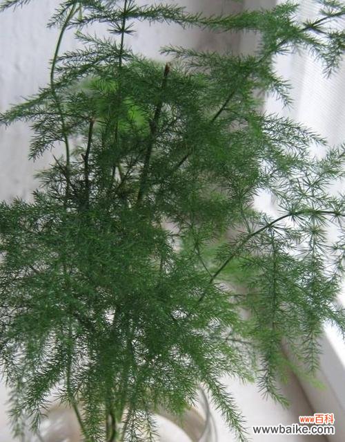 探索文竹在生活中的深远影响 文竹的象征意义与寓意