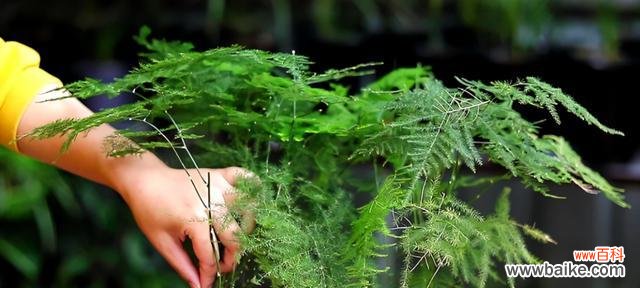 探索文竹在生活中的深远影响 文竹的象征意义与寓意