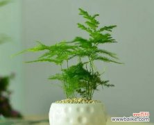 探索文竹在生活中的深远影响 文竹的象征意义与寓意