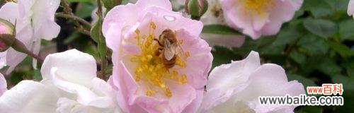 绽放在心灵深处的红色诗篇 蔷薇花