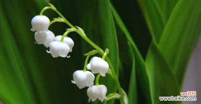 传递爱与希望的芬芳 铃兰花的意义与寓意