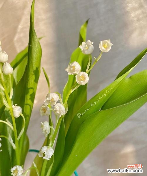 传递爱与希望的芬芳 铃兰花的意义与寓意