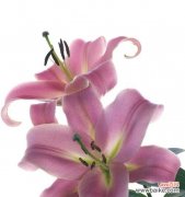 探索粉色百合花的花语和传统意义 粉色百合花的意义及象征