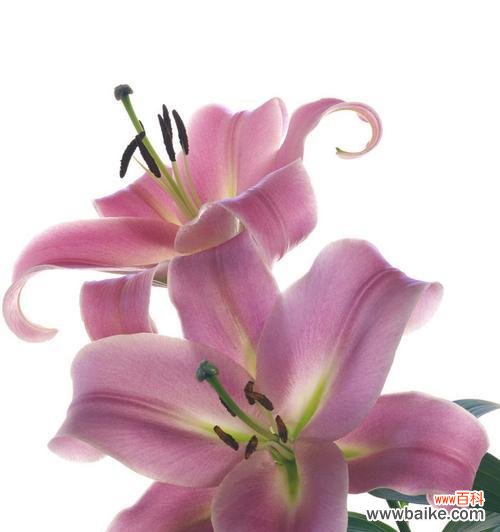 探索粉色百合花的花语和传统意义 粉色百合花的意义及象征