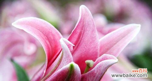 探索粉色百合花的花语和传统意义 粉色百合花的意义及象征