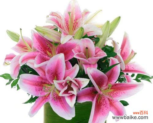 探索粉色百合花的花语和传统意义 粉色百合花的意义及象征