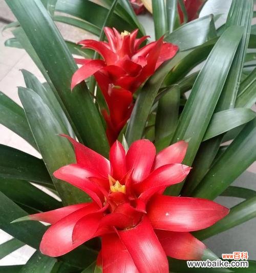 传承千年的文化符号 春节花卉的寓意与象征意义