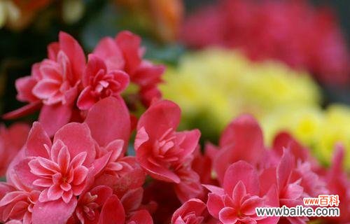 传承千年的文化符号 春节花卉的寓意与象征意义