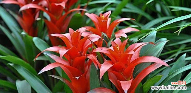 传承千年的文化符号 春节花卉的寓意与象征意义