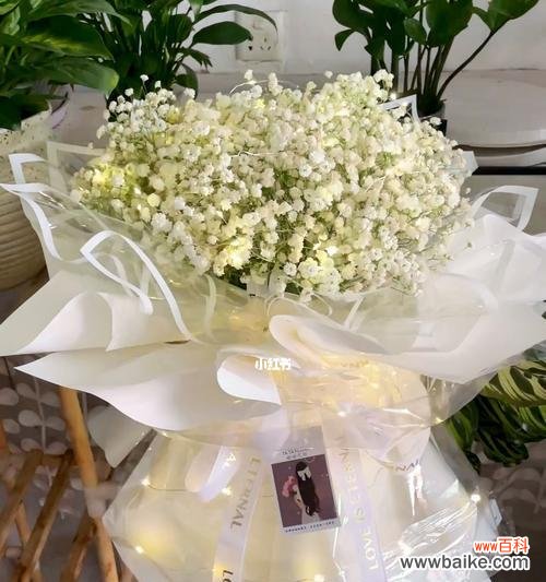 探寻满天星背后的深意 花白色满天星的美丽与寓意