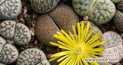 探索奇迹背后的意义 生石花开花的寓意与含义