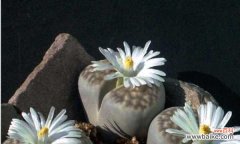 探索奇迹背后的意义 生石花开花的寓意与含义