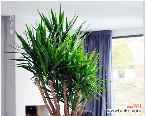 探索龙血树背后的生命哲学与意义 龙血树的寓意和象征意义