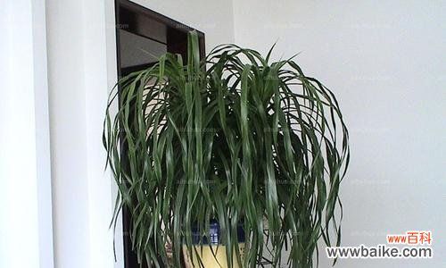 探索龙血树背后的生命哲学与意义 龙血树的寓意和象征意义