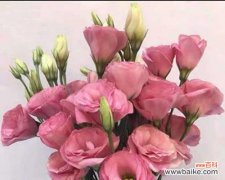 桔梗花语与个人情感的关系 粉色桔梗花语的深意