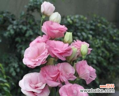 桔梗花语与个人情感的关系 粉色桔梗花语的深意