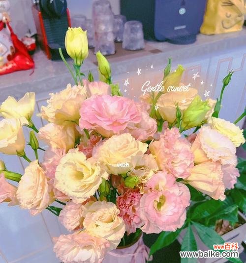 桔梗花语与个人情感的关系 粉色桔梗花语的深意