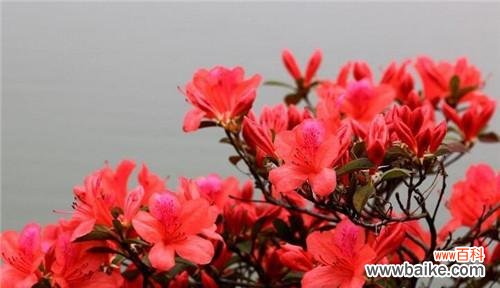 传递爱与希望的花 杜鹃花-寓意与象征的花语