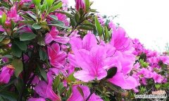 传递爱与希望的花 杜鹃花-寓意与象征的花语