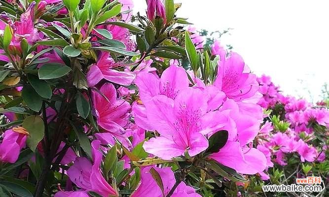 传递爱与希望的花 杜鹃花-寓意与象征的花语