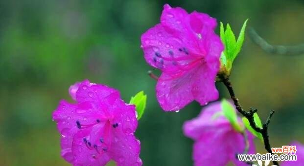 传递爱与希望的花 杜鹃花-寓意与象征的花语