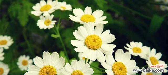 揭示小雏菊的神秘密码 小雏菊的花语与寓意