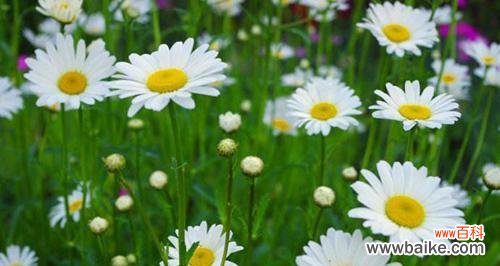 揭示小雏菊的神秘密码 小雏菊的花语与寓意