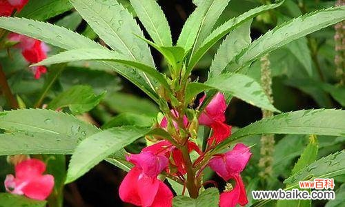 探索凤仙花的多种颜色和象征意义 凤仙花的丰富多彩与寓意