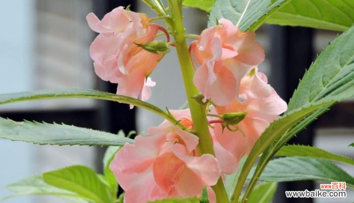 探索凤仙花的多种颜色和象征意义 凤仙花的丰富多彩与寓意