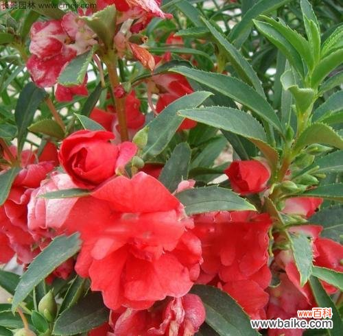 探索凤仙花的多种颜色和象征意义 凤仙花的丰富多彩与寓意