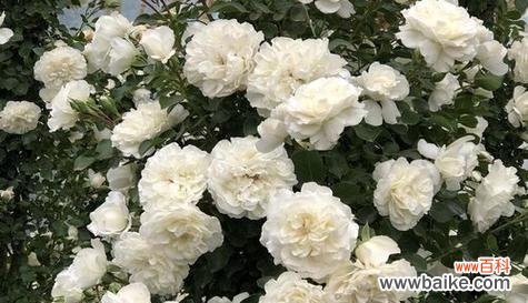 一朵纯洁的花朵传递着情感和希望 白蔷薇的含义与象征