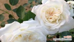 一朵纯洁的花朵传递着情感和希望 白蔷薇的含义与象征