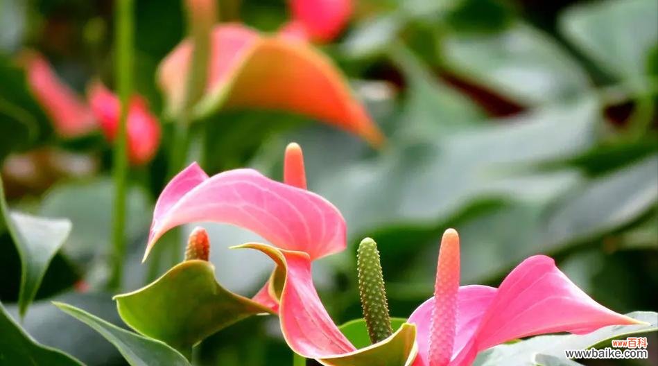 揭开粉掌花的神秘面纱 以粉掌的花语